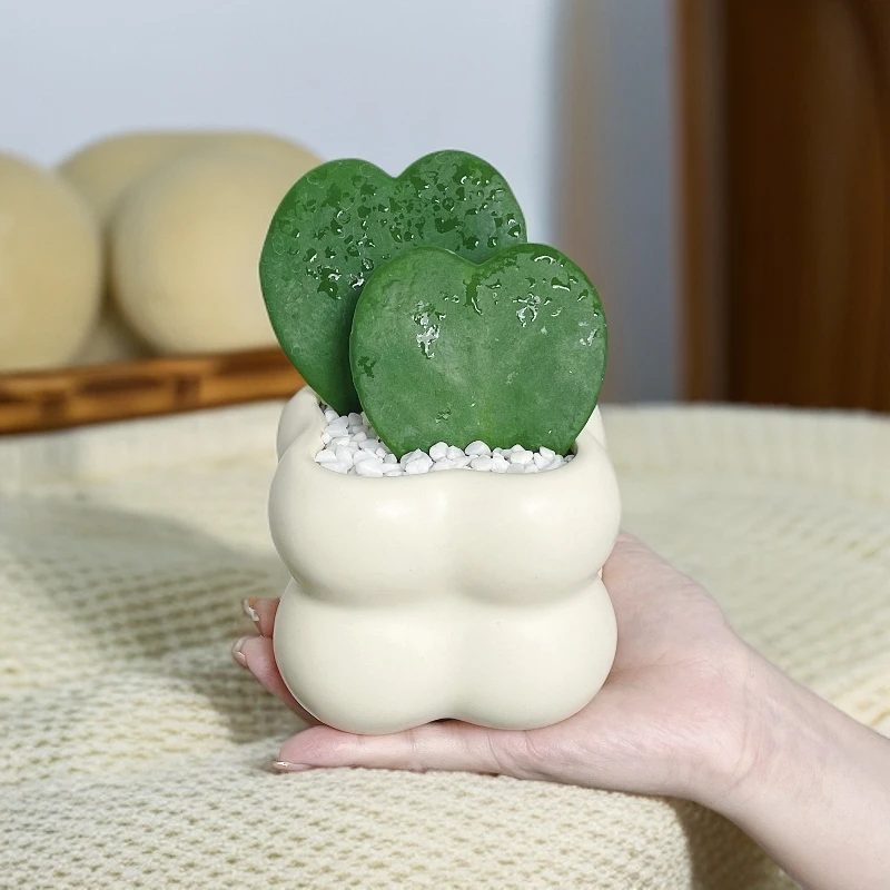 心叶球兰白玉虎皮兰2片+四瓣花盆+白色袖珍铺面石+接水盘绿植室内