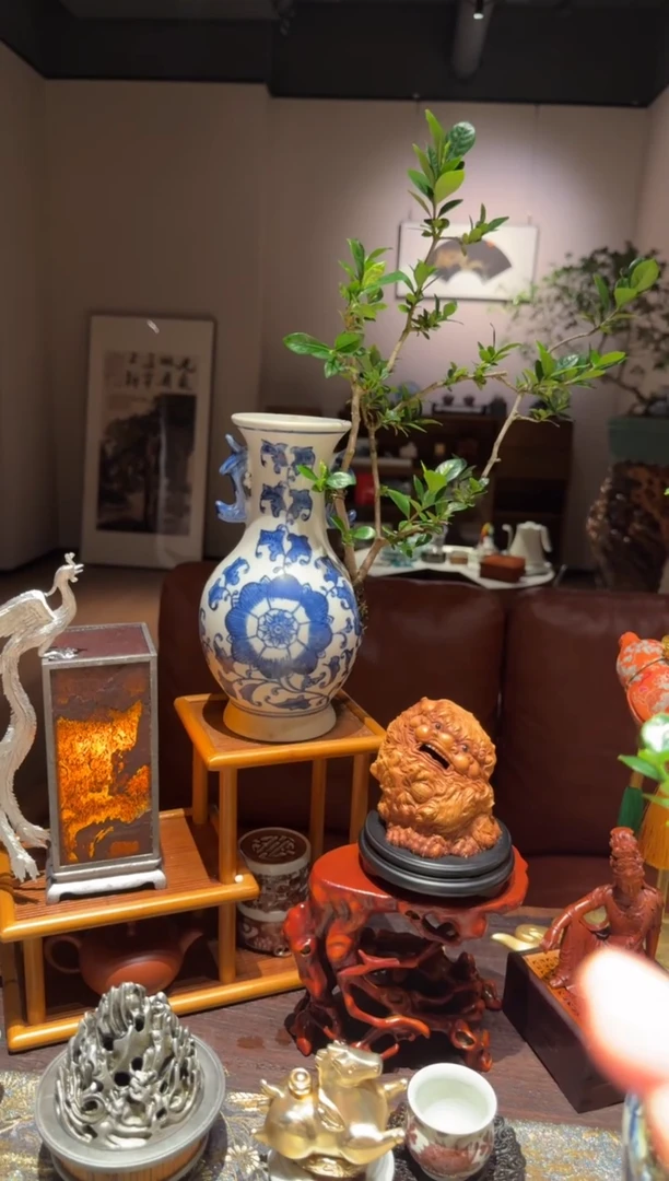 单盆小绿植  随机