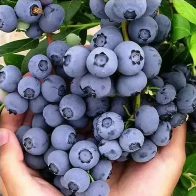 【蓝莓果树】苗盆栽地栽阳台庭院南北方均可种植当年结果