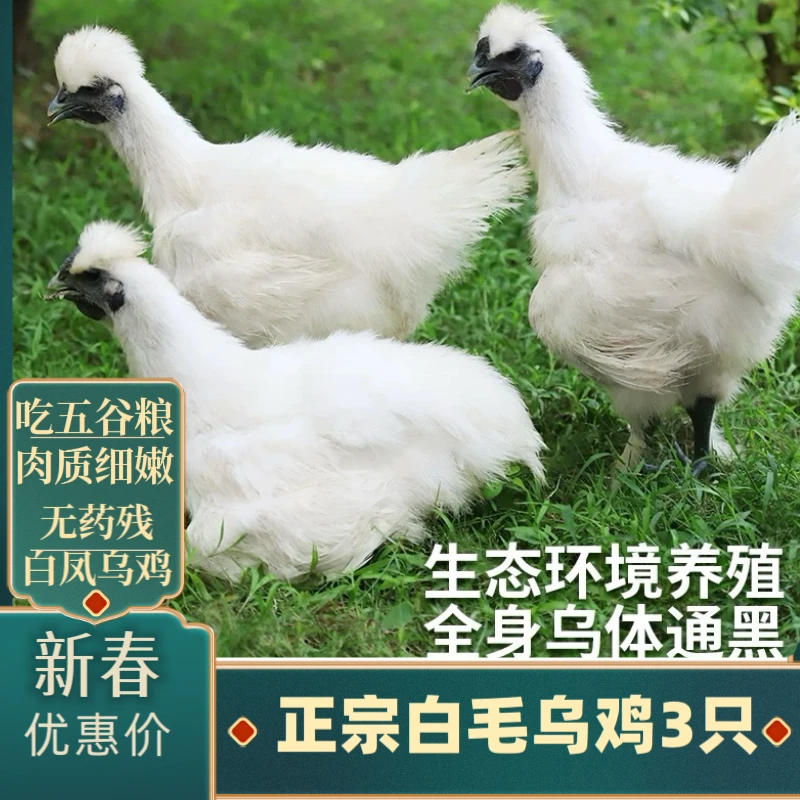 农家散养乌鸡，净膛发货，顺丰冷链发货，乌鸡炖汤，无内脏