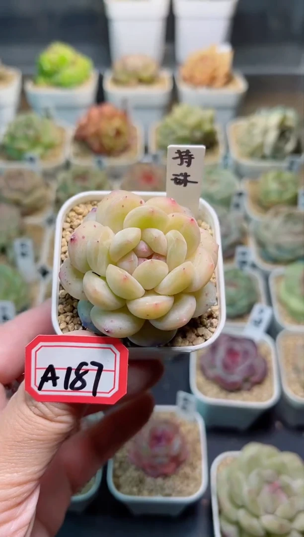 【闪购商品】A187持珠一物一拍