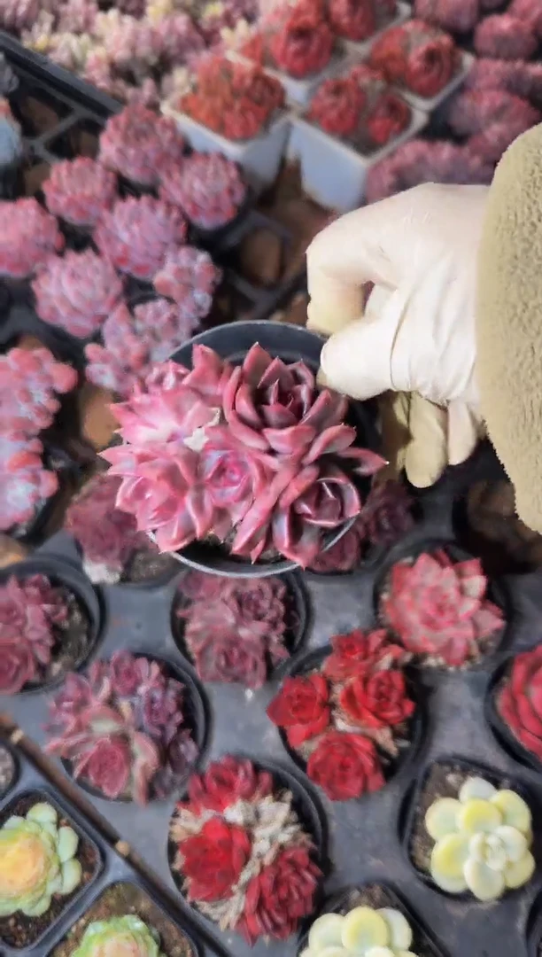 80#黑王子小群（5-8cm）脱土