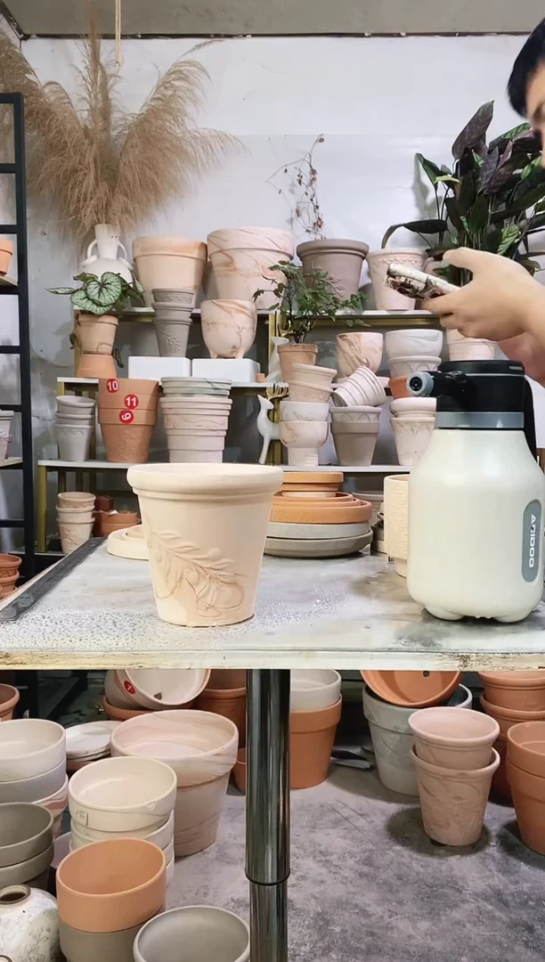 16*15玛奇朵橄榄枝 1盆无托