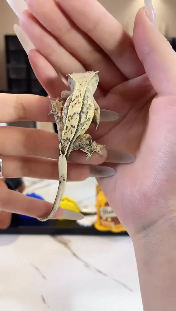 睫角守宫1109rr89