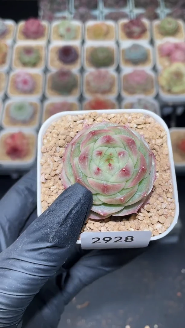 闪购2928 嘚瑟多肉一颗 4-4.5厘米