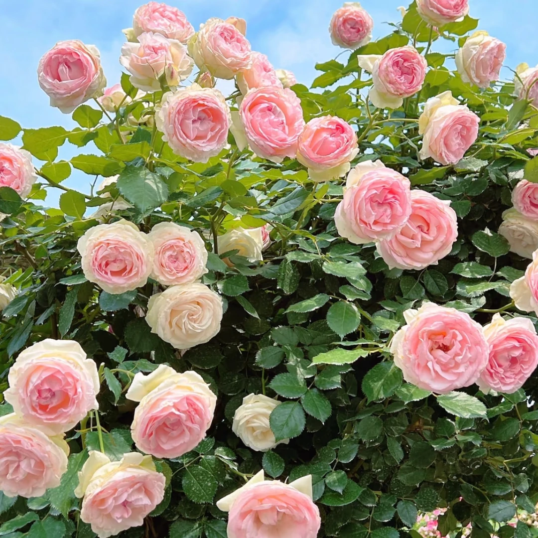 新程花卉粉色龙沙宝石1.5加仑藤本月季花朵粉色莲座状春季开花