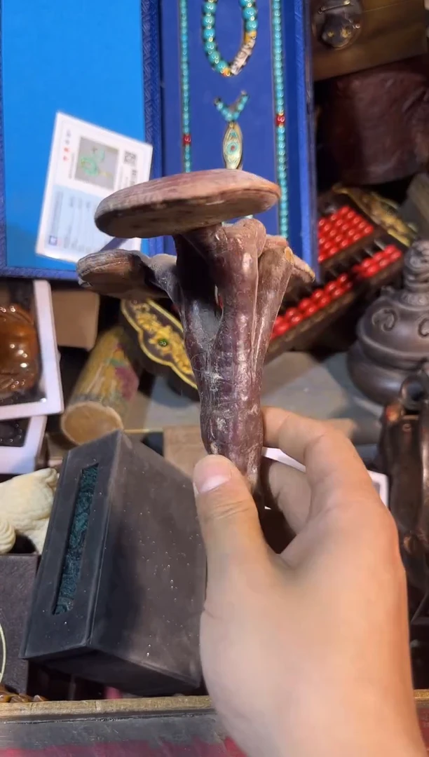 黄杨木11111111111111111111