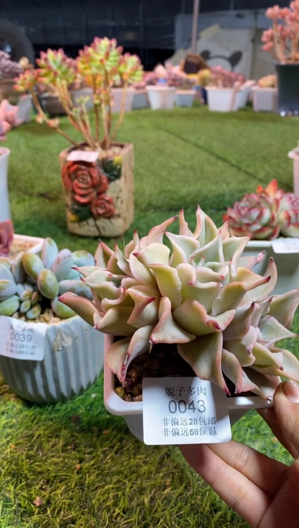 【闪购商品】0043a