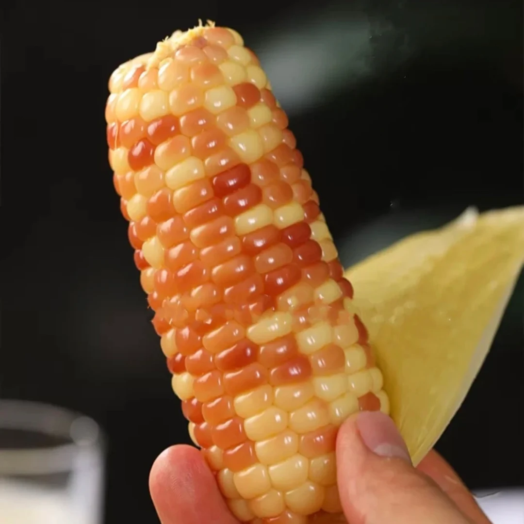 云南西双版纳老品种花糯宝宝小玉米新鲜采摘真空包装香香糯糯