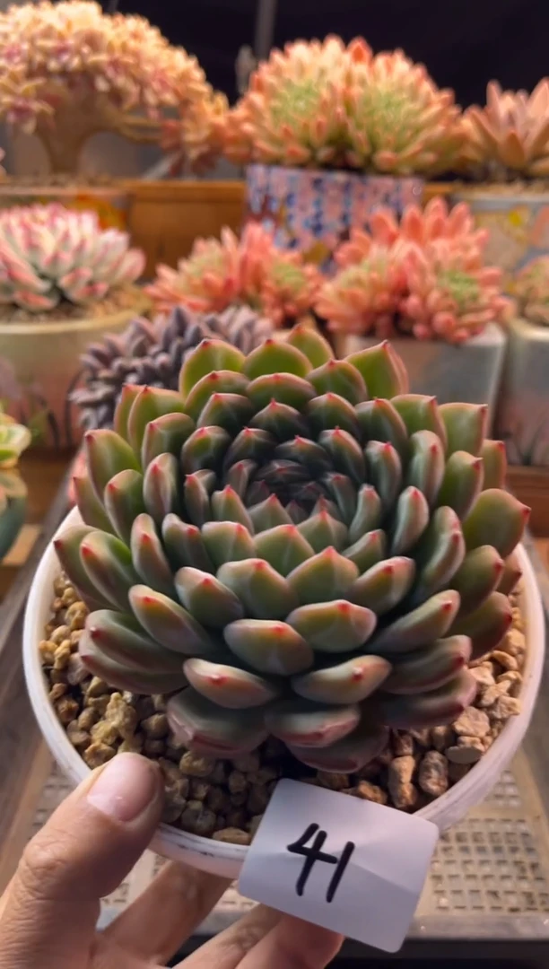 11.18-41雪花珍妮1111111111111