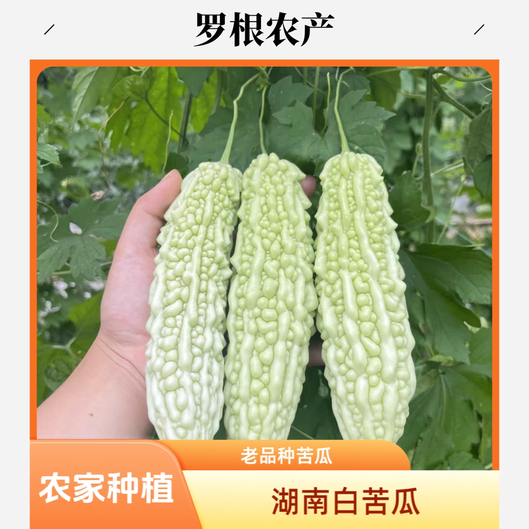 湖南本地新鲜蔬菜农家菜老品种农家自种白苦瓜苦瓜炒鸡蛋