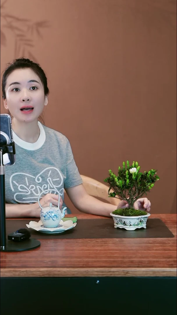 栀子花盆景盆景盆景