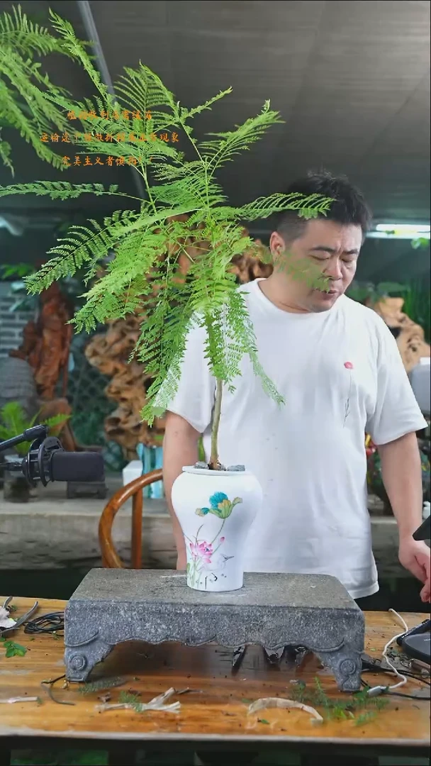完全开放蓝花楹454+
