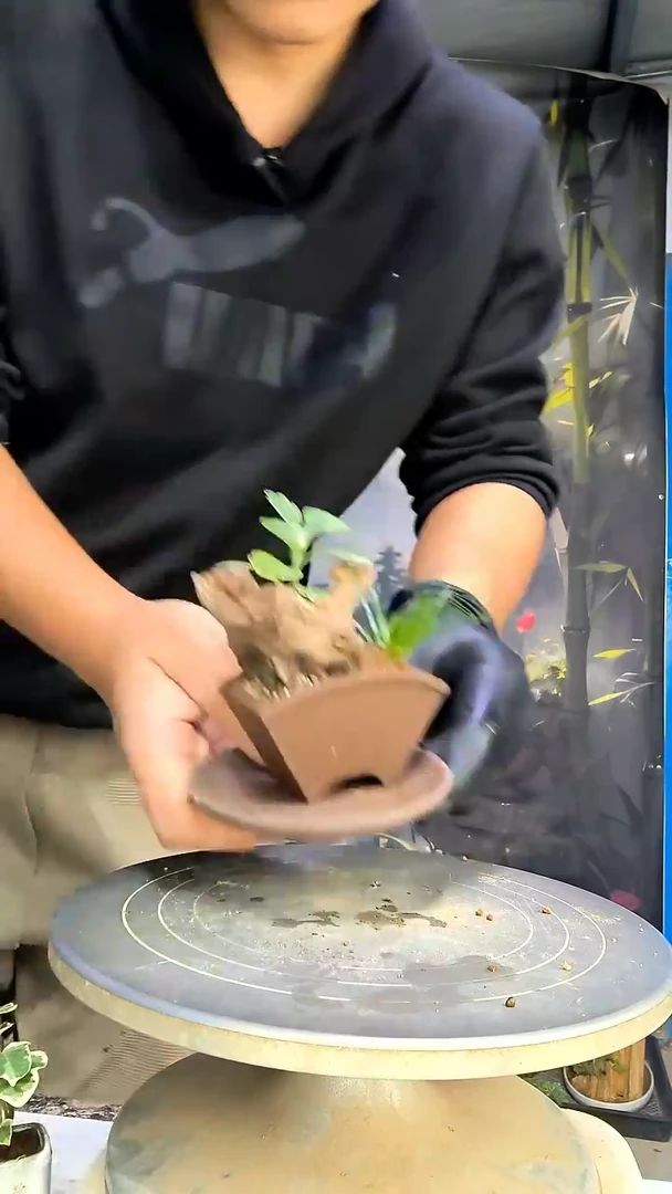 中青园艺一物一拍花162