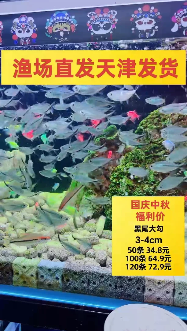 灯科鱼荧光绿纯绿天使50条+10条备损到手60尾（赠送不保损）