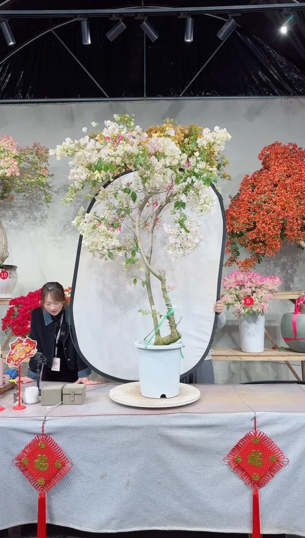 【闪购商品】盆景椰子冰