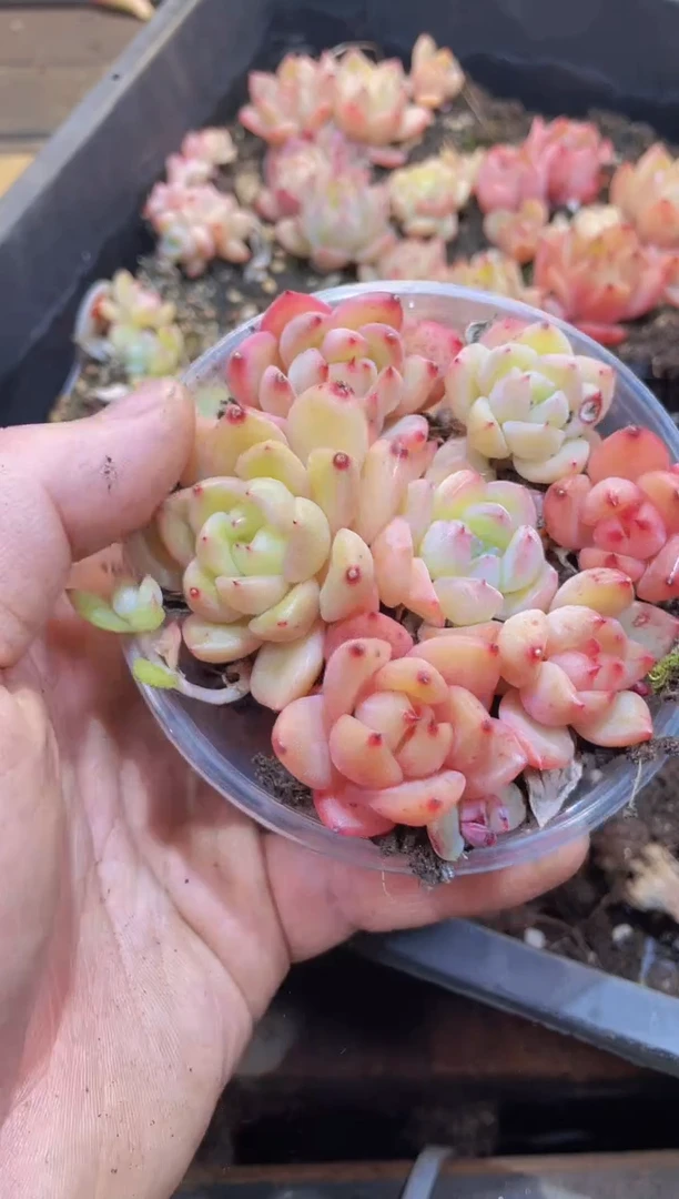 【闪购商品】057钻石珍妮量拍1盒