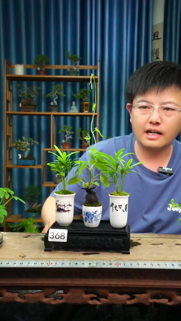 无花朵苔藓微景观368号