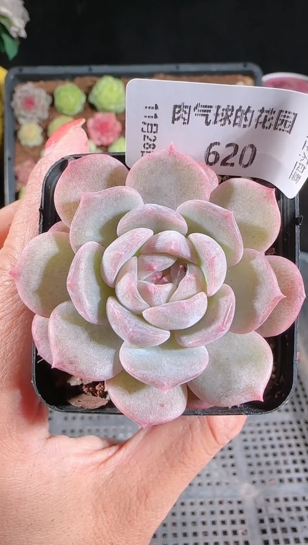 多肉1128-620紫罗兰群生不包整