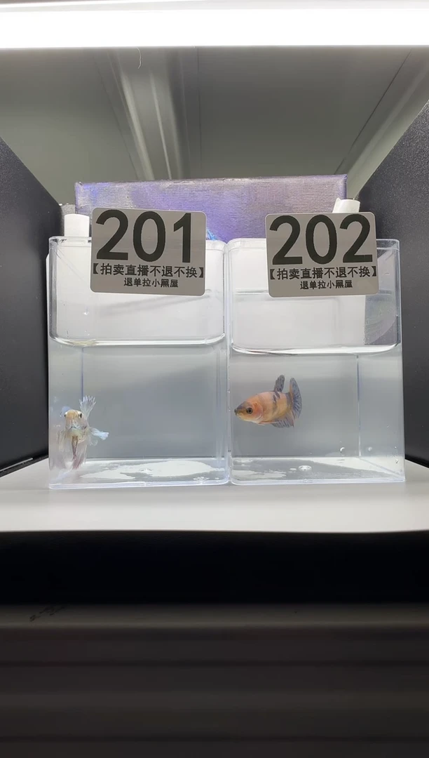 斗鱼母鱼编号：201-202