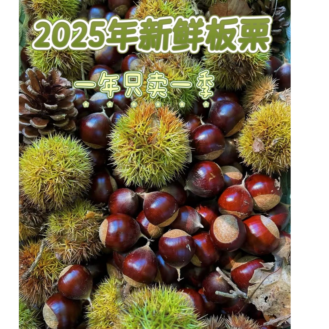 云南深山老树新鲜毛栗子现摘现发粉面香糯好剥皮