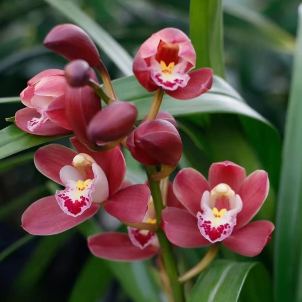 红宝石【裸苗3-5苗】浓香型国兰翠绿色花卉绿植盆栽带花剑花期长