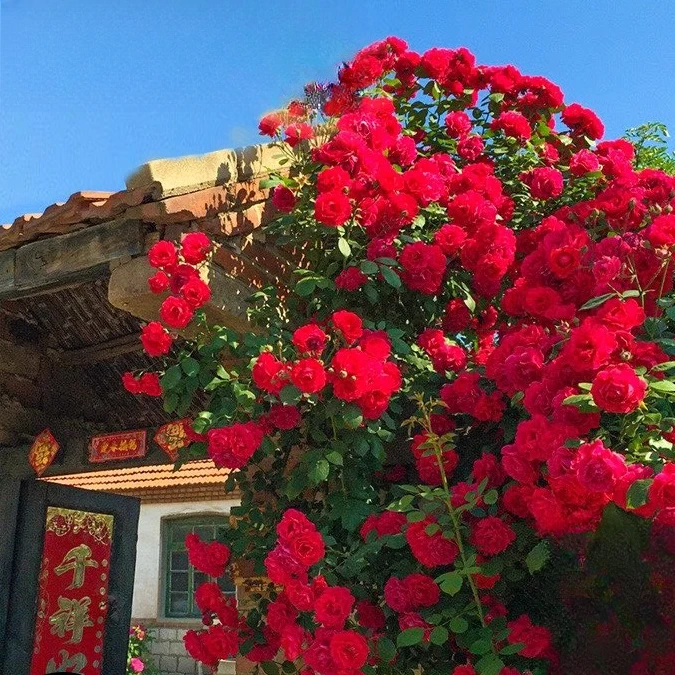 红木香四季开花苗爬藤植物甜蜜黄木香花庭院阳台无刺蔷薇盆栽花卉