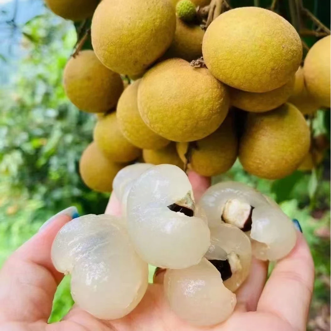 正宗茂名高州精品储良龙眼 大果 送礼级别 新鲜 精选