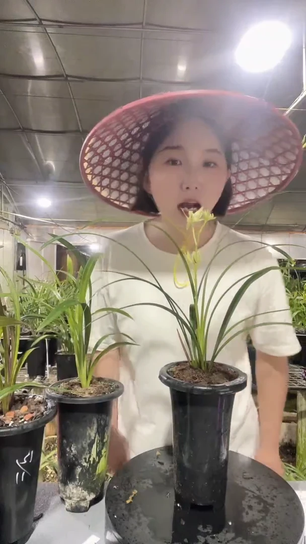 无花朵五岳麒麟