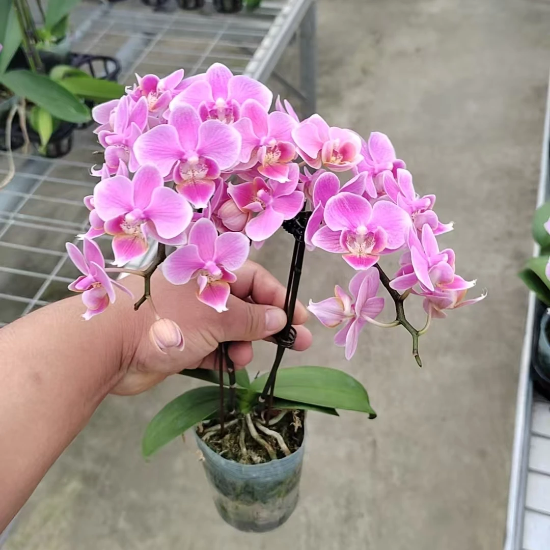 蝴蝶兰【梦蝶】单花剑 纯天然颜色 室内花 广州基地直发