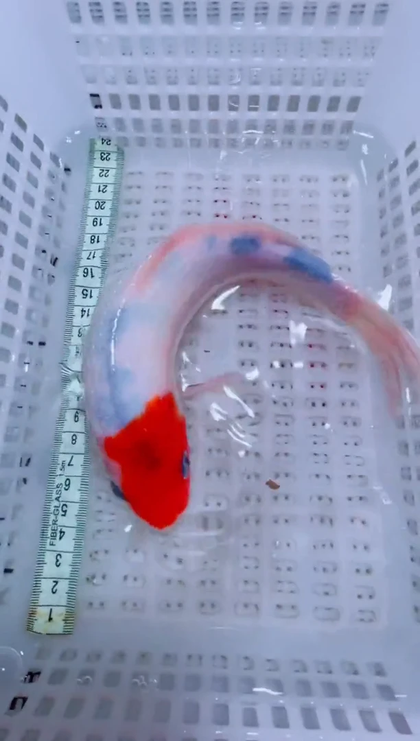 锦鲤锦鲤一物一拍包邮30