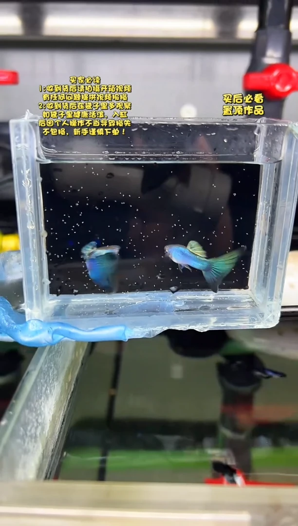 孔雀鱼无怨孔雀鱼