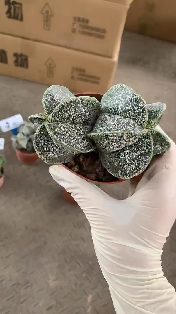 白色 双头 鸾凤玉1颗，裸根发货