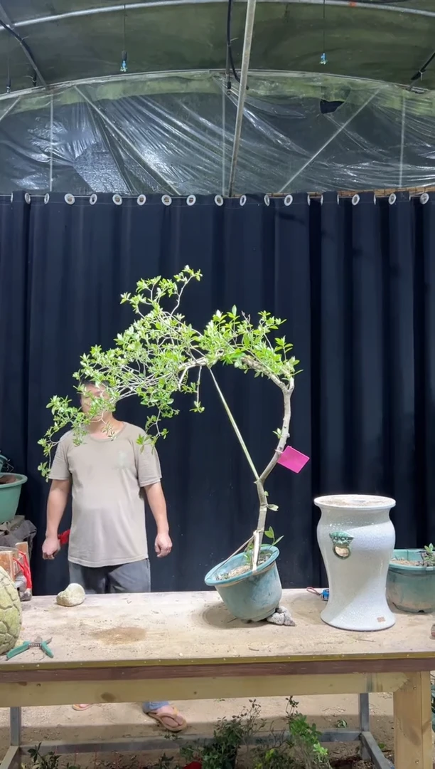 当前无花栽培后可以开花一**画海岛栀子花