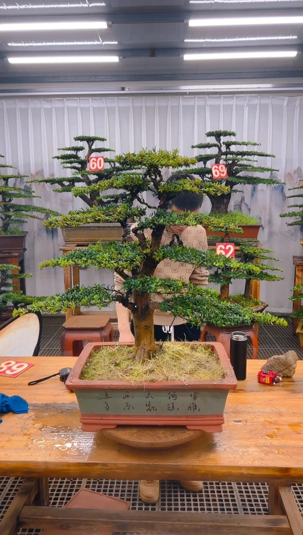 【闪购商品】紫砂精品盆景直播间一物一拍