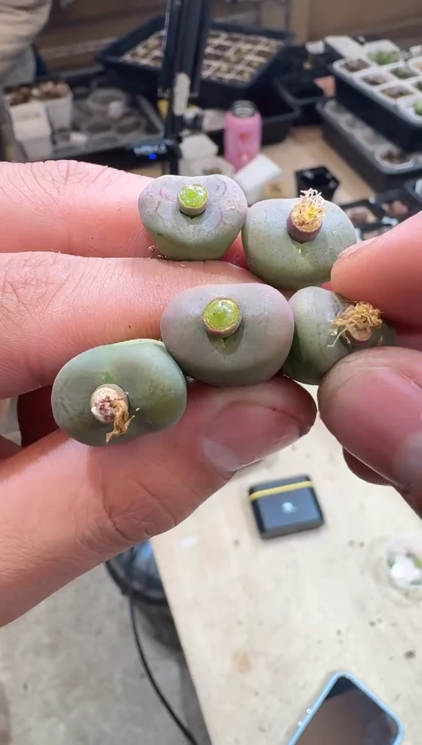 60多肉植物肉锥犀牛皮杂交一颗