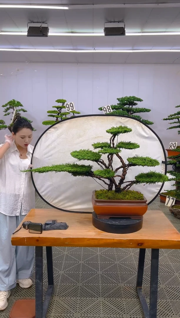 无花朵济州真柏盆景.....