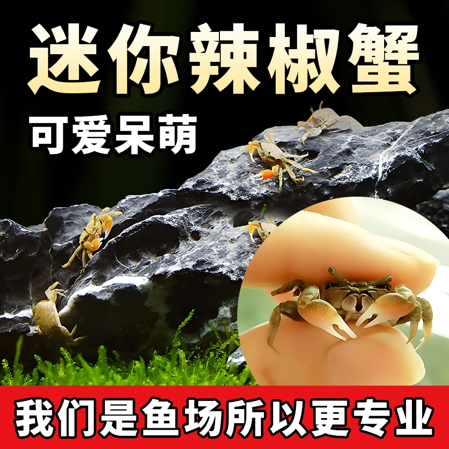 死包赔｜迷你辣椒蟹活体淡水深水｜相手蟹相守蟹桌面宠物蟹免换水