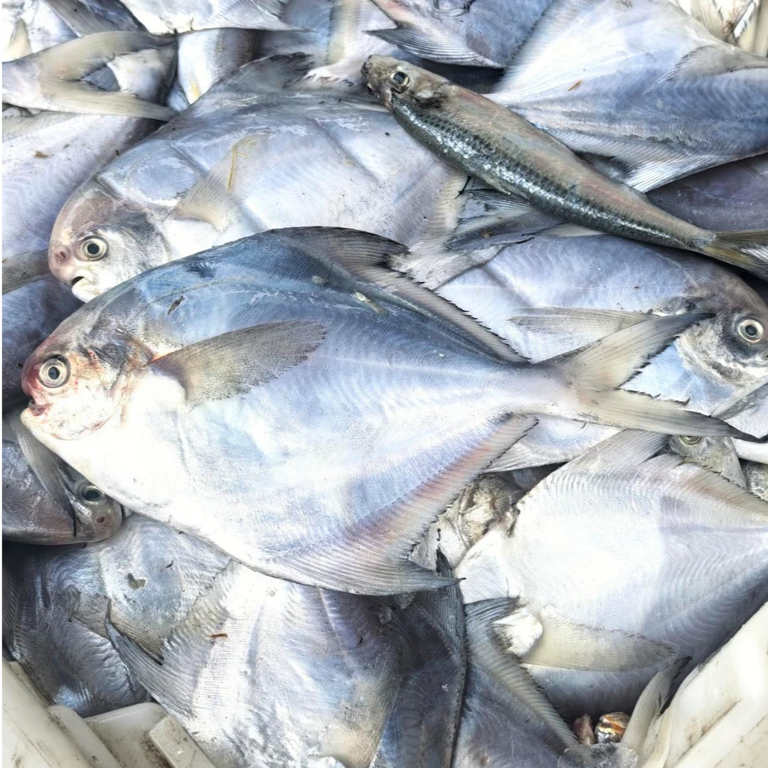 海捕野生小船鲳鱼