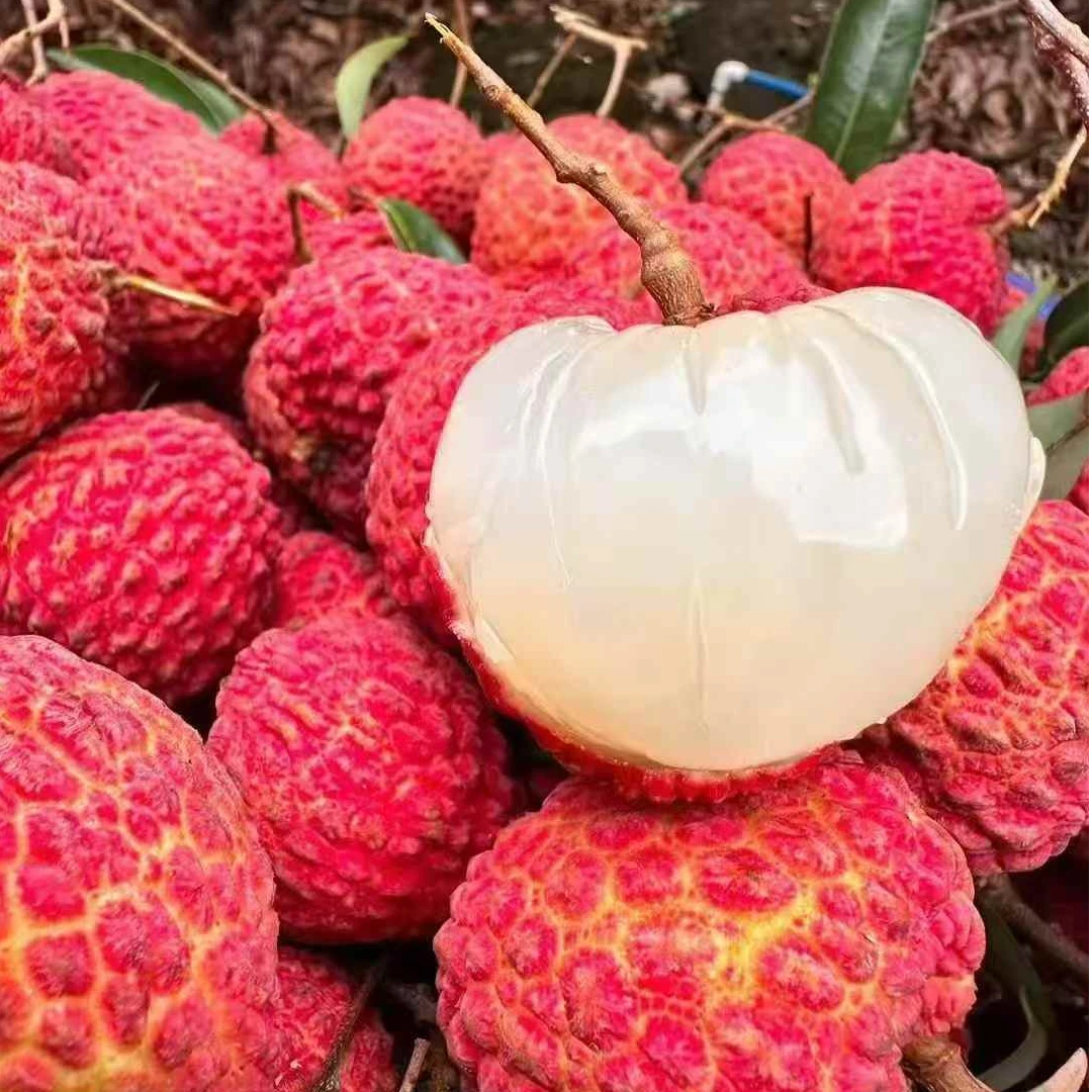 【顺丰空运】海南火山岩当季新鲜端午送礼海南火山荔枝王