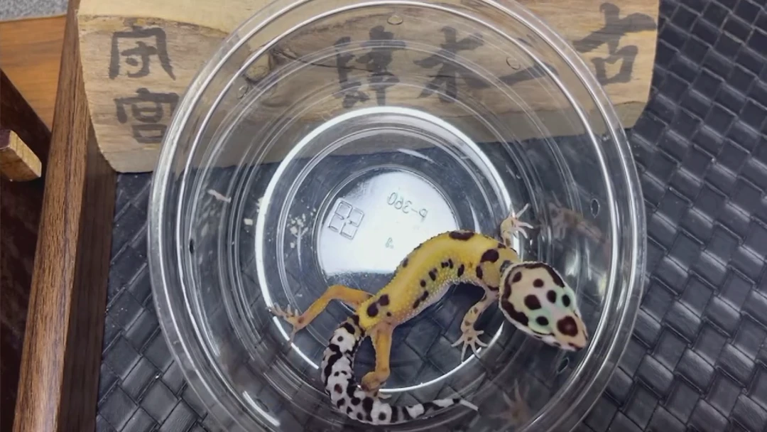 豹纹守宫豹纹守宫贰拾贰