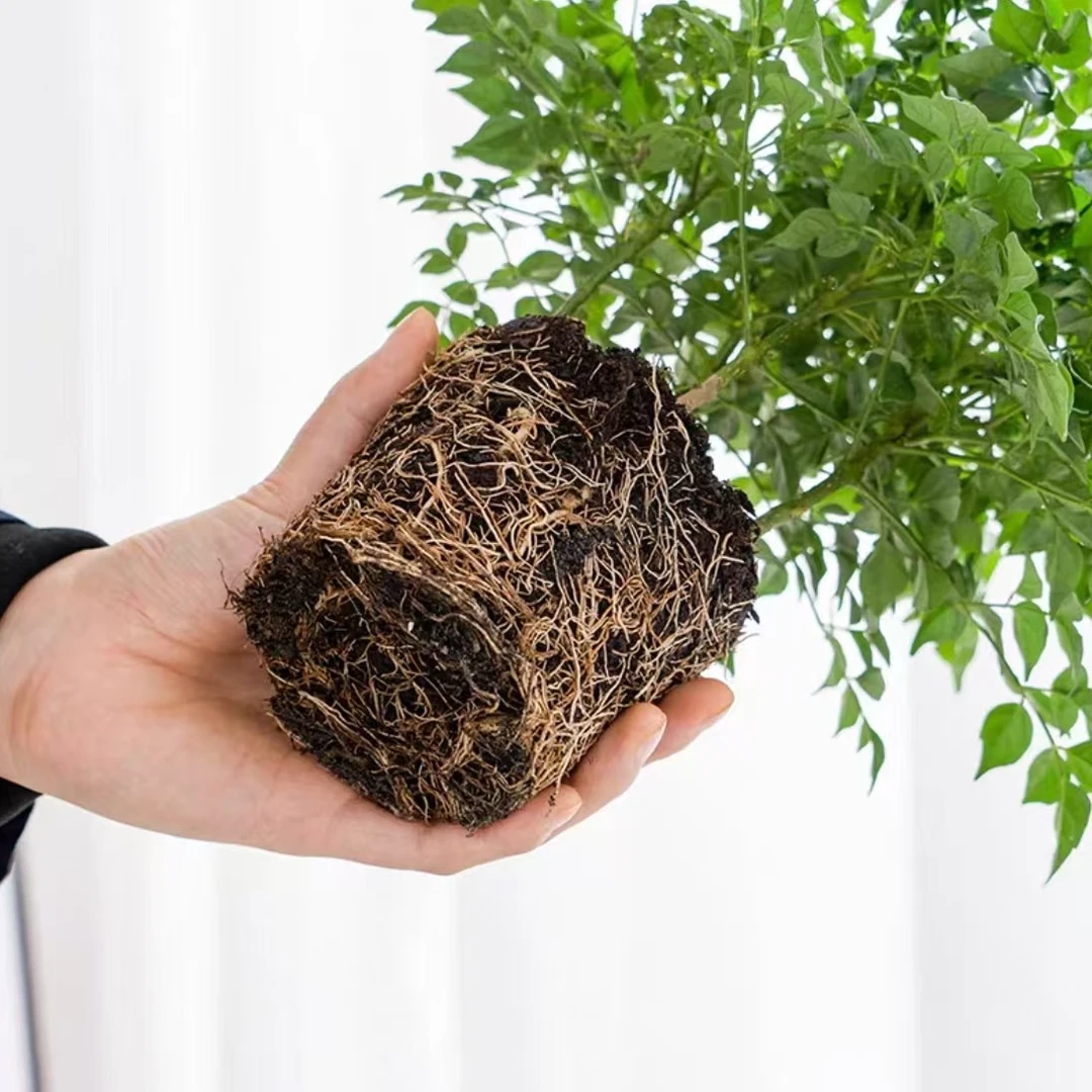 【新人专属】幸福树盆栽室内绿植净化空气四季常青好养植物