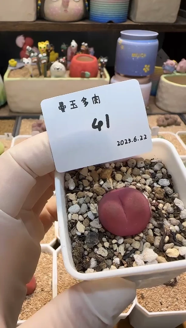 ?****225.6.22-41多肉多肉