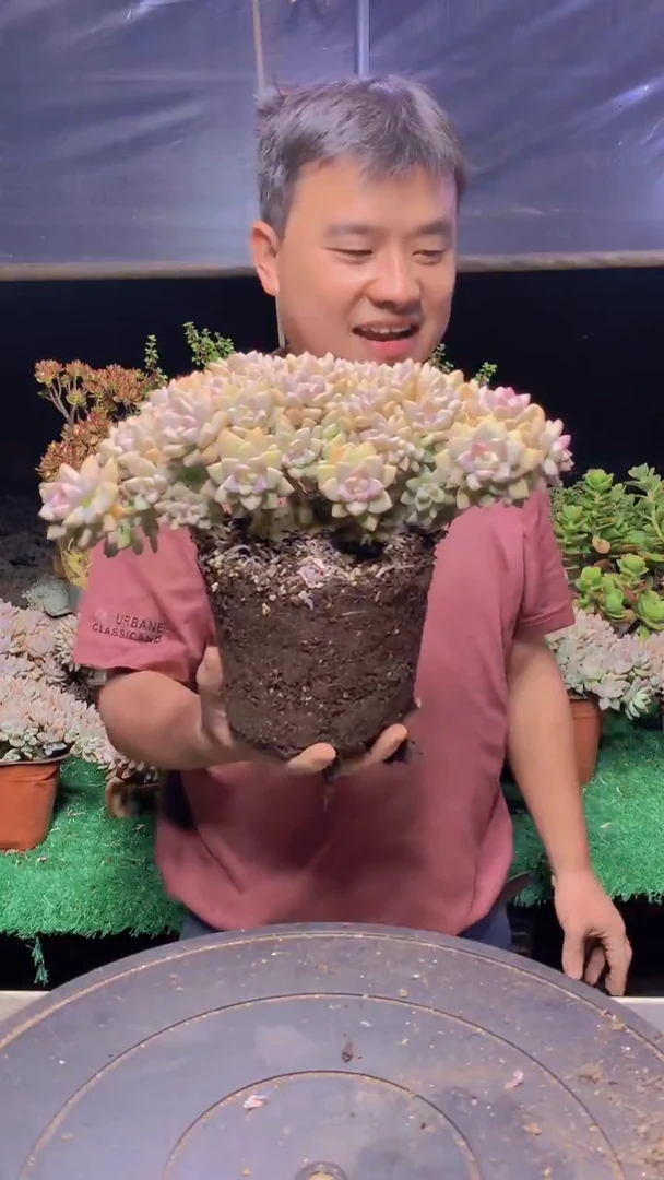 358淡雪缀化一物一拍