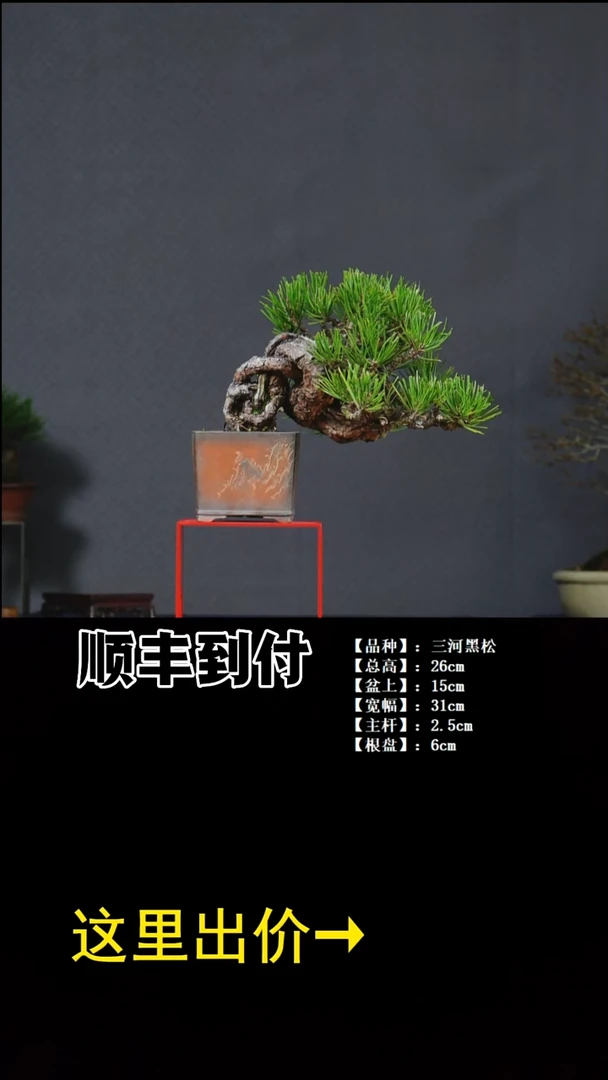 无花朵三河黑松buaboyou