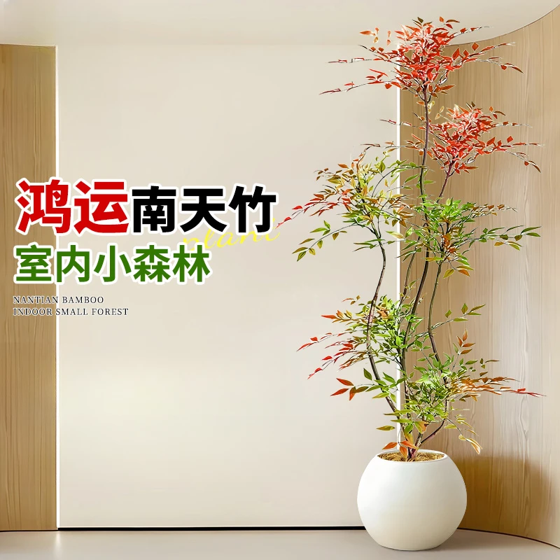 南天竹真树盆栽客厅大型绿植造型老桩盆栽植物大型室内绿植