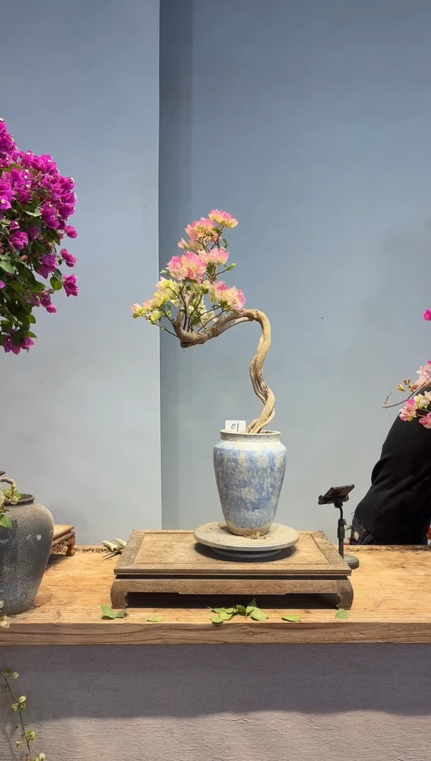 以实际为准今****月三角梅1