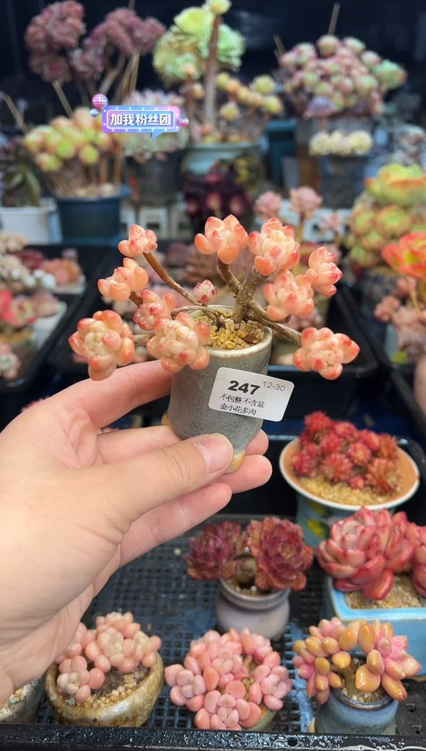 【闪购商品】27不带盆