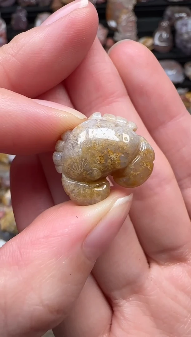 颈饰未镶嵌硅化珊瑚（珊瑚玉）770
