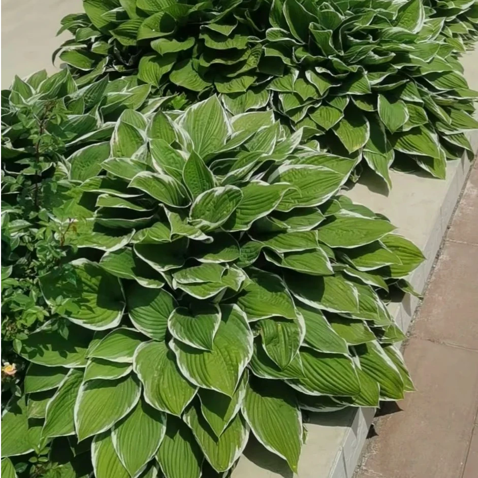 [法兰西 玉簪]  1盆1加仑 多年生宿根花卉观叶绿植耐阴玉簪造景